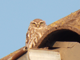 Image illustration article Et un pas de plus dans le monde numérique !